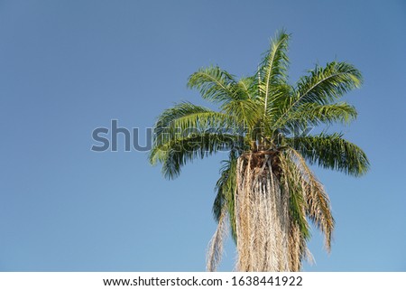 Palm Tree with blue sky taken at Chiang Mai