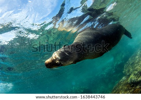 puppy sea lion seal coming to you underwater 