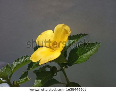 beautiful yellow flower and leaves against the grey background