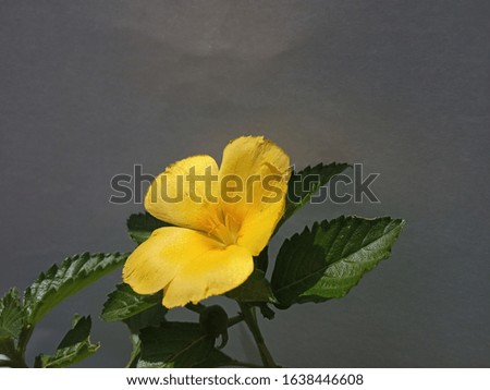 beautiful yellow flower and leaves against the grey background