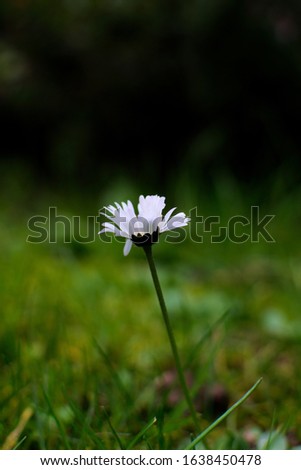 beautiful Daisy on a dark background , first sign of spring after winter