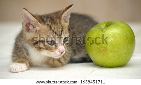 striped with a white kitten and a green apple