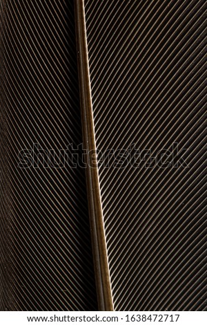 Close up beautiful Bird feather with blue red light on a black background texture. Macro photography view
