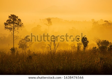 Beautiful forest landscape of foggy sunrise in Thung salaeng Luang National Park (Nong Mae na), Phitsanulok Province, Thailand, Rainforest, Sunrise - Dawn, Cloud - Sky