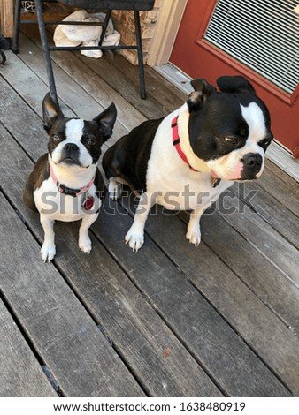 Two dogs sitting on the porch on a summers day