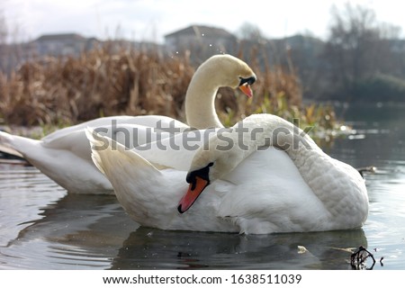 Beautiful white swan eating, swimming and cleaning in Oradea, Bihor Romania