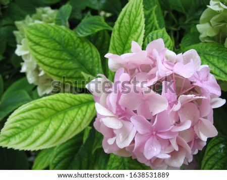 Hydrangea macrophylla is a beautiful bush of pink and white hydrangea macrophylla flowers that bloom in the garden in summer. Close-up, soft focus, added noise. Beautiful flowers. Beauty in nature.