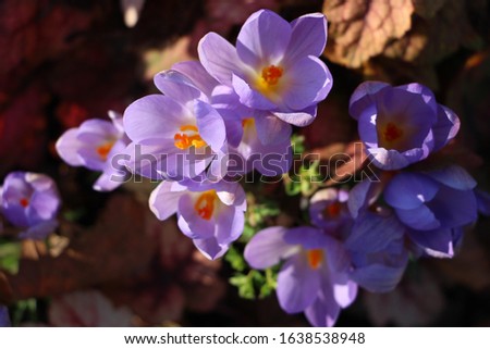 violet blooming crocuses in the sunshine. spring crocus close up in the garden.