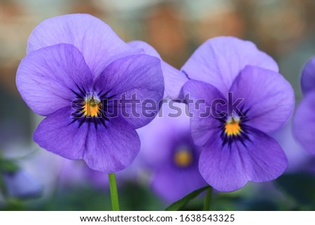 Beautiful blooming pansies in sunny February