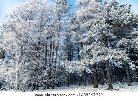 Beautiful winter landscape - frozen pine trees in the Carpathian Mountains on a sunny day (HDR photo merge)