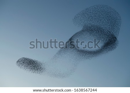 Beautiful large flock of starlings (Sturnus vulgaris), Geldermalsen in the Netherlands. During January and February, hundreds of thousands of starlings gathered in huge clouds.  Silhouettes of birds. Royalty-Free Stock Photo #1638567244