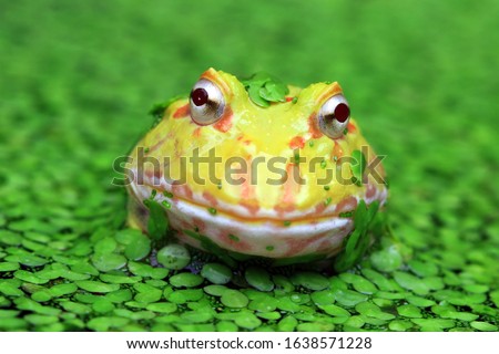 Yellow Amazon frog closeup front view, animal closeup, pacman frog on swamp, amphibian closeup Royalty-Free Stock Photo #1638571228