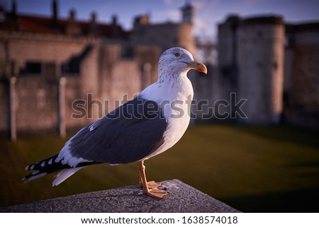 Portrait of the European herring gull, Larus argentatus, sitting on old stony fortification wall. Picture is taken in sunny winter sunset in golden hour.