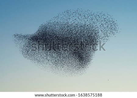 Beautiful large flock of starlings (Sturnus vulgaris), Geldermalsen in the Netherlands. During January and February, hundreds of thousands of starlings gathered in huge clouds.  Starling murmurations. Royalty-Free Stock Photo #1638575188