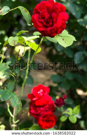 Red roses blooming in garden at warm sunny summer day with green trees and greenery forest landscape. Amazing view of bright vibrant beautiful flower leaf wallpaper concept, colorful background.