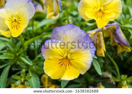 Pansy Flowers vivid yellow and blue spring colors. Macro images of flower faces. Pansies in the garden