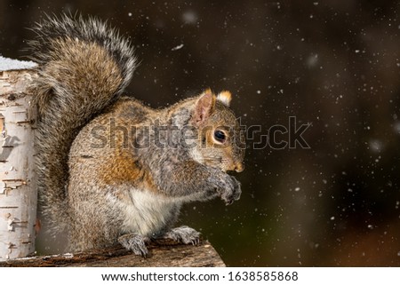 Closeup of a squirrel on the forest