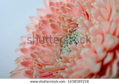 Closeup photo of pink gerbera flower. Macro photo of gerberas petals. Floral festive background.