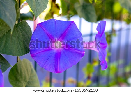 Common Morning glory on a fence with copy space.