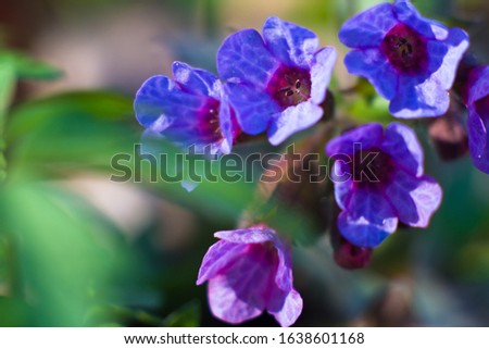 small aromatic flowers of unspotted lungwort, Pulmonaria obscura, grow in early spring forest, bright direct sunshine, seasonal greeting postcard