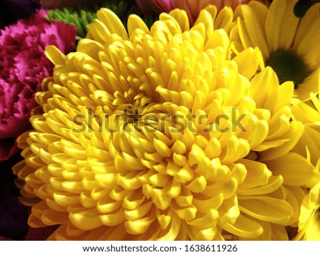 Vibrant, bright yellow Chrysanthemum flower. Also known as a Mum. 