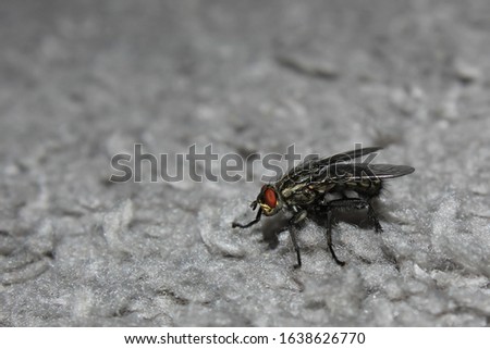 A lonely fly crawls on a gray carpet