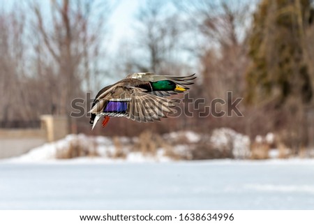 Duck. Mallard duck on fight. Natural scene from state park in Wisconsin