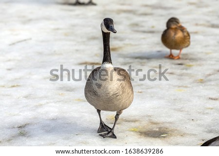 Canadian goose with mallard ducks on a frozen pond.Natural scene from Wisconsin.
