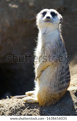 View of a meerkat (suricate Suricata suricatta)
