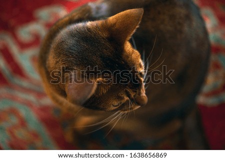 Gorgeous abyssinian cat sitting on a beautifully patterned asian rug