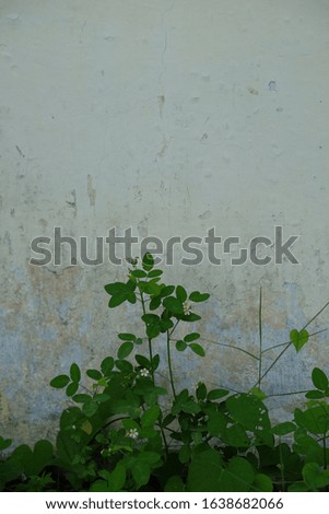 Green tropical leaves and wild vines