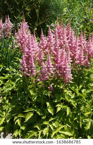 'Vision in Pink' Chinese astilbe (Astilbe chinensis 'Vision in Pink') in flower in a garden setting Royalty-Free Stock Photo #1638686785
