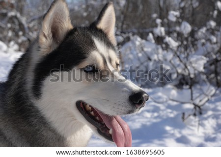 Portrait of a Siberian Husky dog ​​on a background of snow in the forest