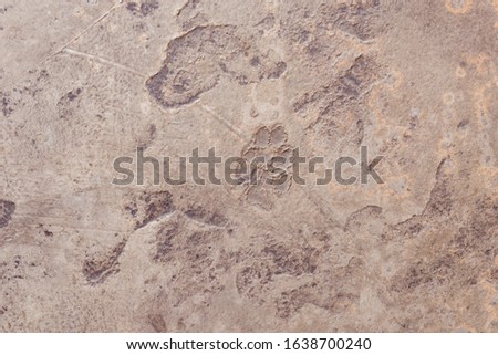 Dog footprints on concrete There are signs of intrusion while the concrete floor is still not dry. In art view, it may be used to make a background image. - stock photo