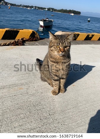 Cat waiting for seafood in the seaside