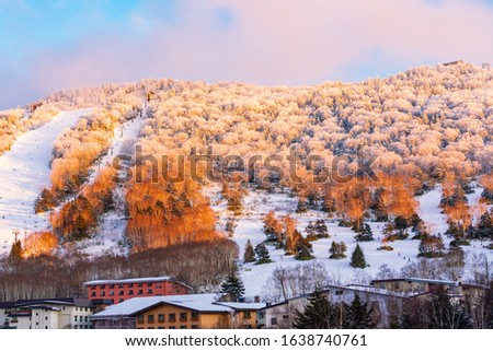 Shiga Kogen Ski Resort (January 2020), Scenery Story (Winter of Shiga Kogen)
