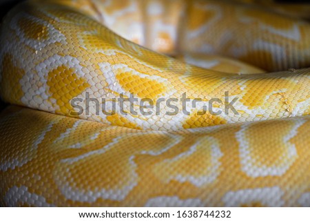 Close-up at the yellow unique snake's skin or scale. background and textured from animal body part, selective focus at center of photo.