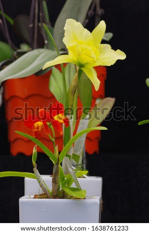 Vanilla, a beautiful orchid. Traditional green plants.