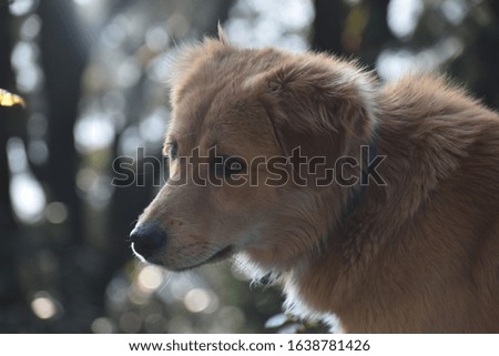 Beautiful picture of dog at home