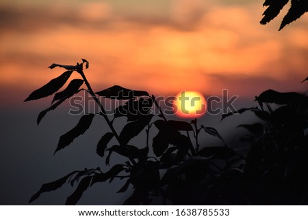 Beautiful picture of tree leaf and sunset