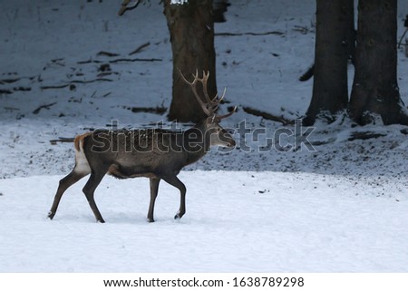 Herd majestic red deer on a snowy meadow behind the winter forest during snowfall