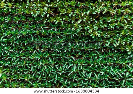 Bromeliad,Aechmea fasciata,Urn Plant,Bromeliaceae, Beautiful nature background of vertical garden with tropical green leaf, Green grass and Park lawn texture,desktop picture.