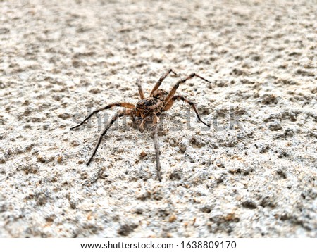 large spider sitting on a rough cement surface