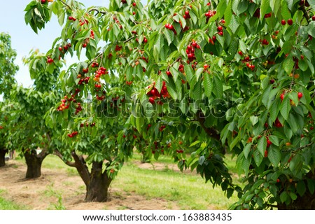 A photo of beautiful cherry trees with cherries in orchard. Royalty-Free Stock Photo #163883435
