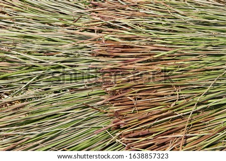 Sedge grass on ground after harvest in the farming area of the Mekong Delta Vietnam that is used for weaving.