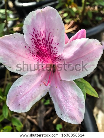 Closeup beautiful pale pink flowers or Rhododendron indicum, top down view under the clear sky in the morning in montane forest, natural pale pink flowers image used as a wallpaper or background.