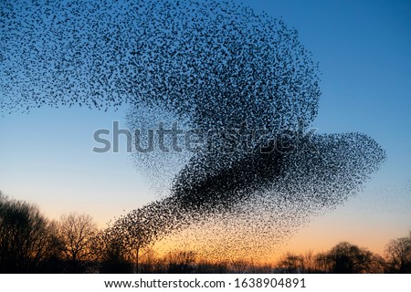 Beautiful large flock of starlings. During January and February, hundreds of thousands of starlings gathered in huge clouds. Hunting the starlings. Royalty-Free Stock Photo #1638904891