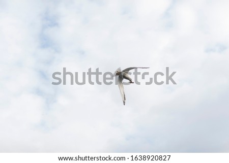 seagull has a fish on his mouth and flying. A seagull view from down to cloudy sky
