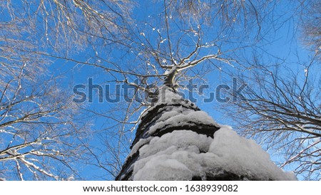 bottom view of trees covered with snow in winter. winter landscape
