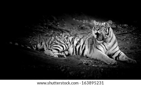 Black & White Tiger